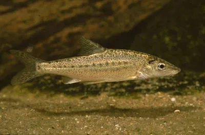 Dalmatian barbelgudgeon (Aulopyge huegelii)