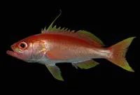 Damsel bass (Hemanthias signifer)