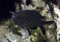 Damselfish (Chromis chromis)