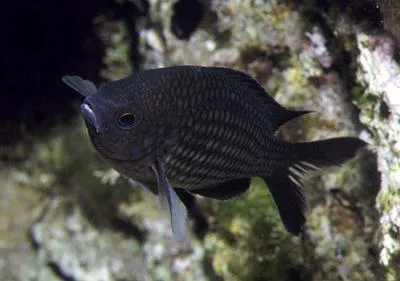 Damselfish (Chromis chromis)