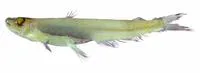 Dana pearleye (Scopelarchoides danae)