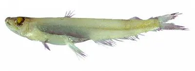 Dana pearleye (Scopelarchoides danae)