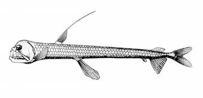 Dana viperfish (Chauliodus danae)