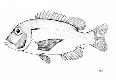 Dane seabream (Porcostoma dentata)