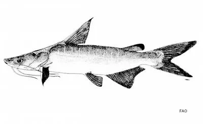 Daniel's catfish (Cochlefelis danielsi)