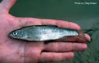 Danilevskii's dace (Leuciscus danilewskii)
