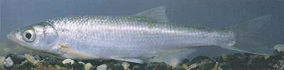 Danube bleak (Alburnus chalcoides)