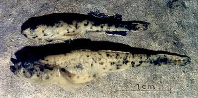 Danube delta dwarf goby (Knipowitschia cameliae)