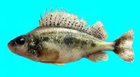 Danube ruffe (Gymnocephalus baloni)