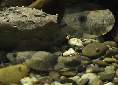 Danube streber (Zingel streber)