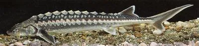 Danube sturgeon (Acipenser gueldenstaedtii)