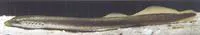 Danubian brook lamprey (Eudontomyzon vladykovi)