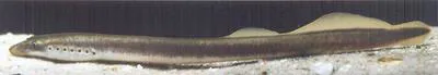 Danubian brook lamprey (Eudontomyzon vladykovi)