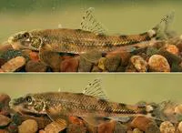 Danubian longbarbel gudgeon (Romanogobio uranoscopus)