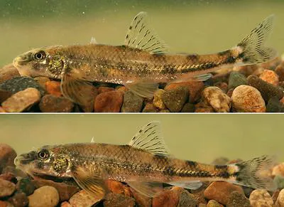 Danubian longbarbel gudgeon (Romanogobio uranoscopus)