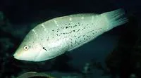 Dapple coris (Coris variegata)