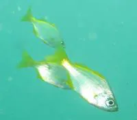Dara (Parakuhlia macrophthalmus)