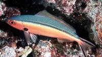 Dark-banded fusilier (Pterocaesio tile)
