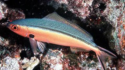 Dark-banded fusilier (Pterocaesio tile)