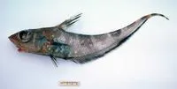 Dark banded rattail (Coelorinchus maurofasciatus)