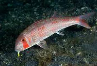 Dark-barred goatfish (Upeneus luzonius)