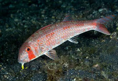 Dark-barred goatfish (Upeneus luzonius)