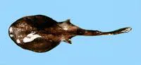 Dark blind ray (Benthobatis moresbyi)