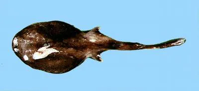 Dark blind ray (Benthobatis moresbyi)