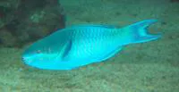 Dark capped parrotfish (Scarus oviceps)
