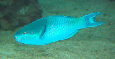 Dark capped parrotfish (Scarus oviceps)