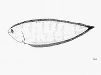 Dark cheek tongue (Symphurus undecimplerus)
