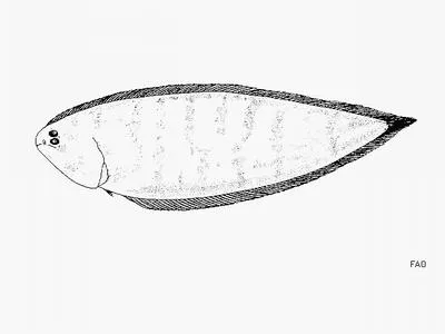Dark cheek tongue (Symphurus undecimplerus)