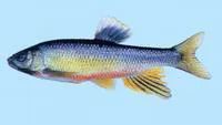 Dark chub (Nipponocypris temminckii)