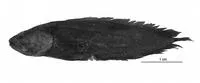 Dark coralbrotula (Diancistrus niger)