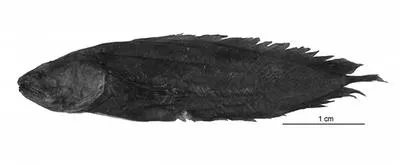 Dark coralbrotula (Diancistrus niger)