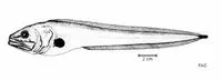 Dark cusk (Brotulotaenia nigra)