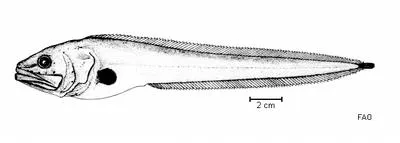 Dark cusk (Brotulotaenia nigra)