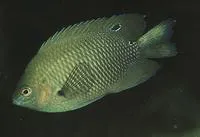 Dark damsel (Pomacentrus aquilus)