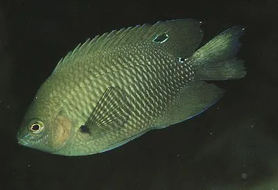 Dark damsel (Pomacentrus aquilus)