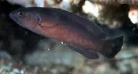 Dark dottyback (Pseudochromis melas)
