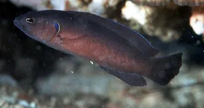 Dark dottyback (Pseudochromis melas)