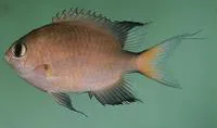 Dark-fin chromis (Chromis atripes)
