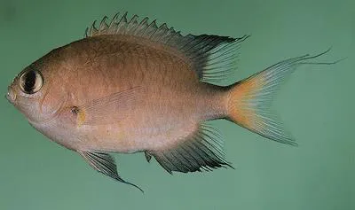 Dark-fin chromis (Chromis atripes)