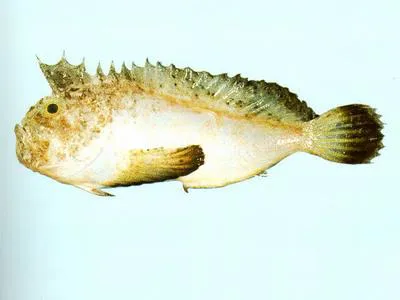 Dark-finned velvetfish (Erisphex aniarus)