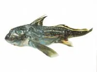 Dark ghost shark (Hydrolagus novaezealandiae)