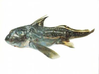 Dark ghost shark (Hydrolagus novaezealandiae)