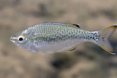 Dark-margined flagtail (Kuhlia marginata)
