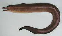 Dark moray (Gymnothorax afer)