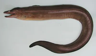 Dark moray (Gymnothorax afer)