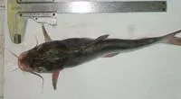 Dark sea catfish (Cathorops melanopus)
